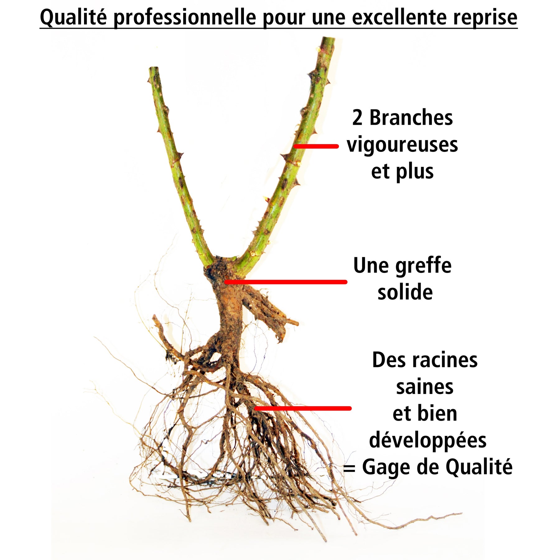 Vente Collection de 2 Rosiers botaniques