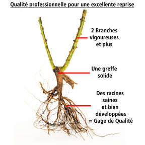 Vente Collection de 2 Rosiers botaniques