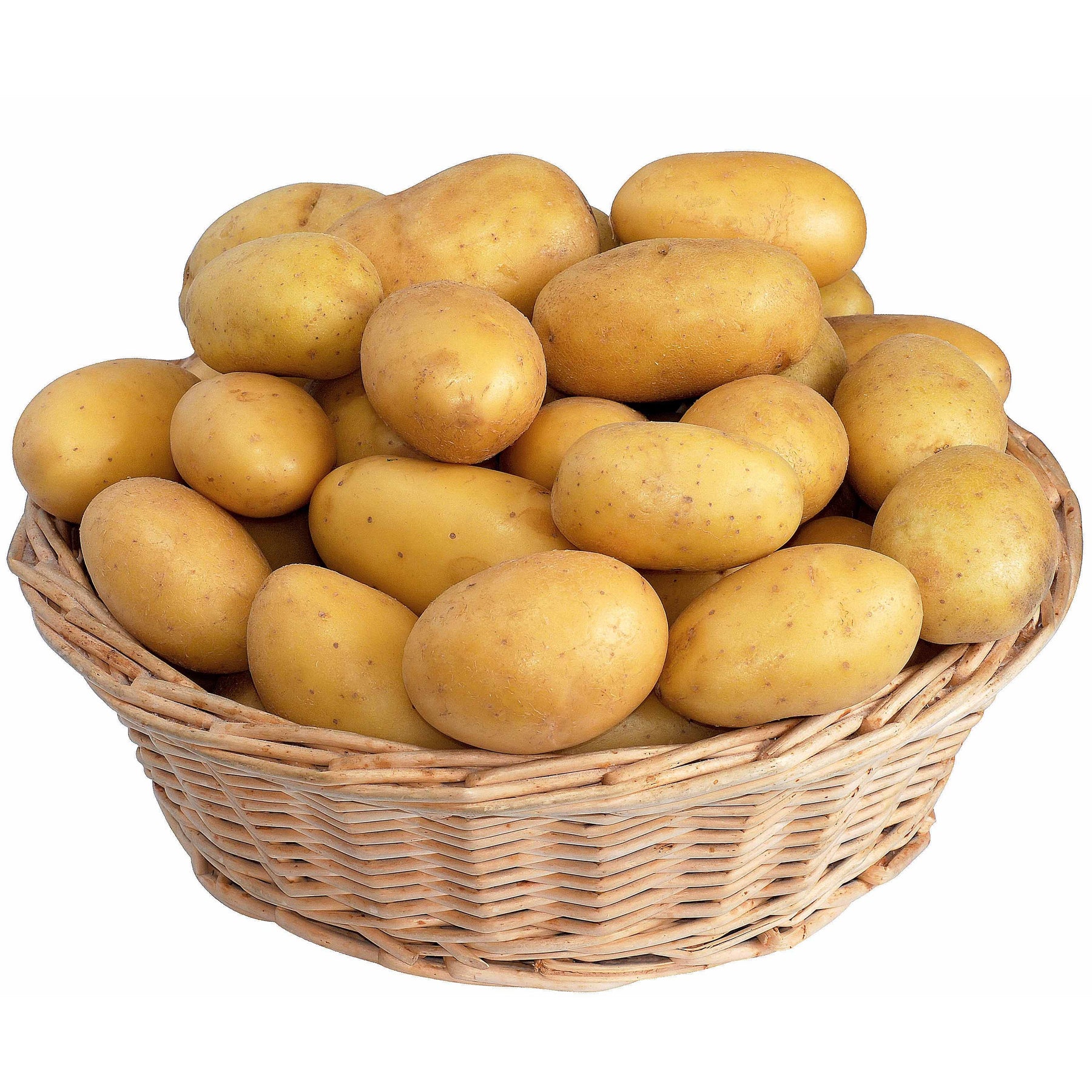 Collection de 80 pommes de terre : Amandine, Jeannette, Blanche - Willemse