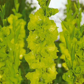 Glaïeul - 50 Glaïeuls pour un jardin multicolore en mélange - Gladiolus 'nori', 'green star', 'manteca', after s