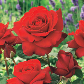 Vente Collection de 7 Rosiers buissons