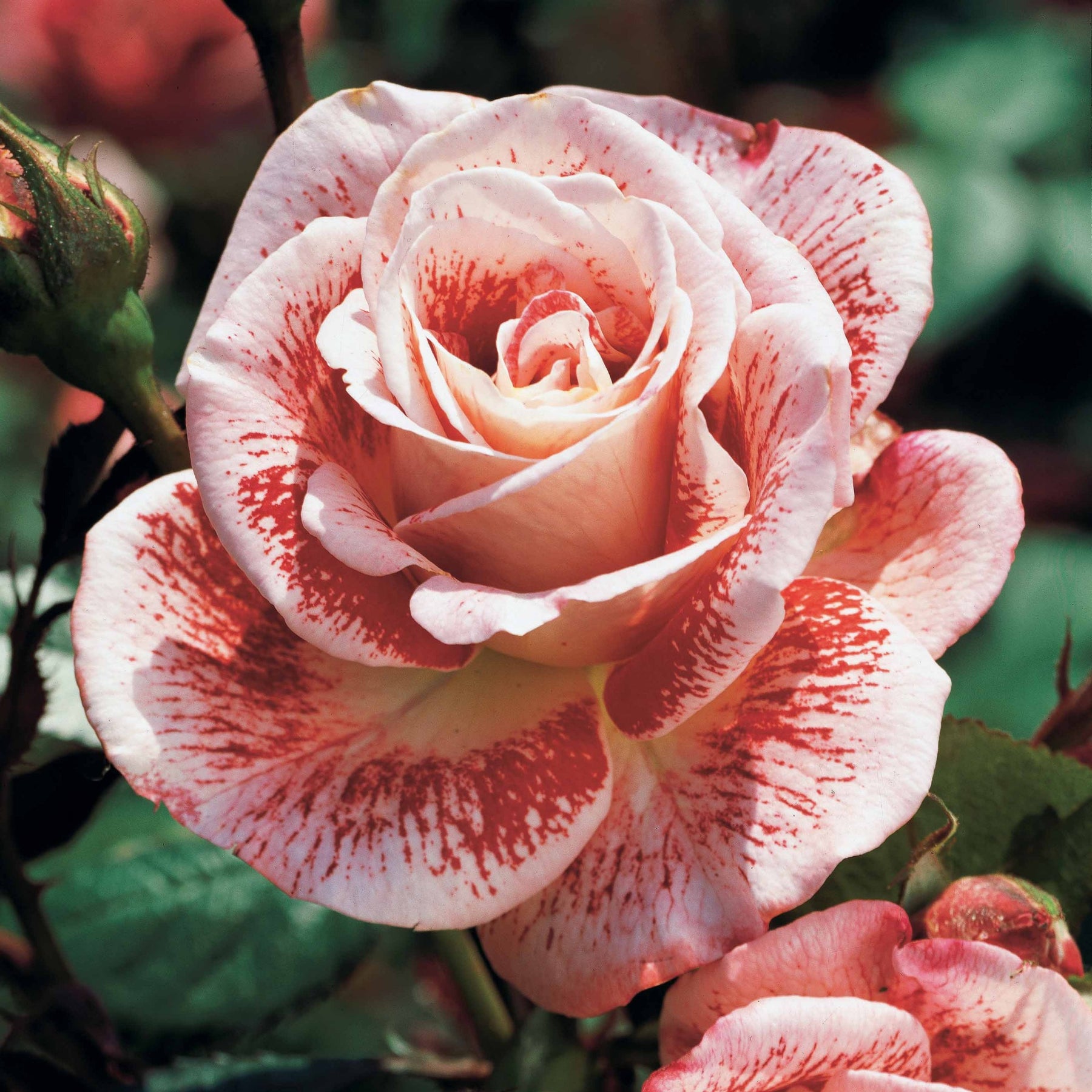 Vente Collection de 7 Rosiers buissons - Collections de rosiers