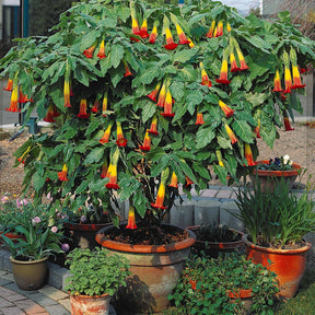 Vente Collection de 3 Brugmansias : rouge et or, jaune, rose
