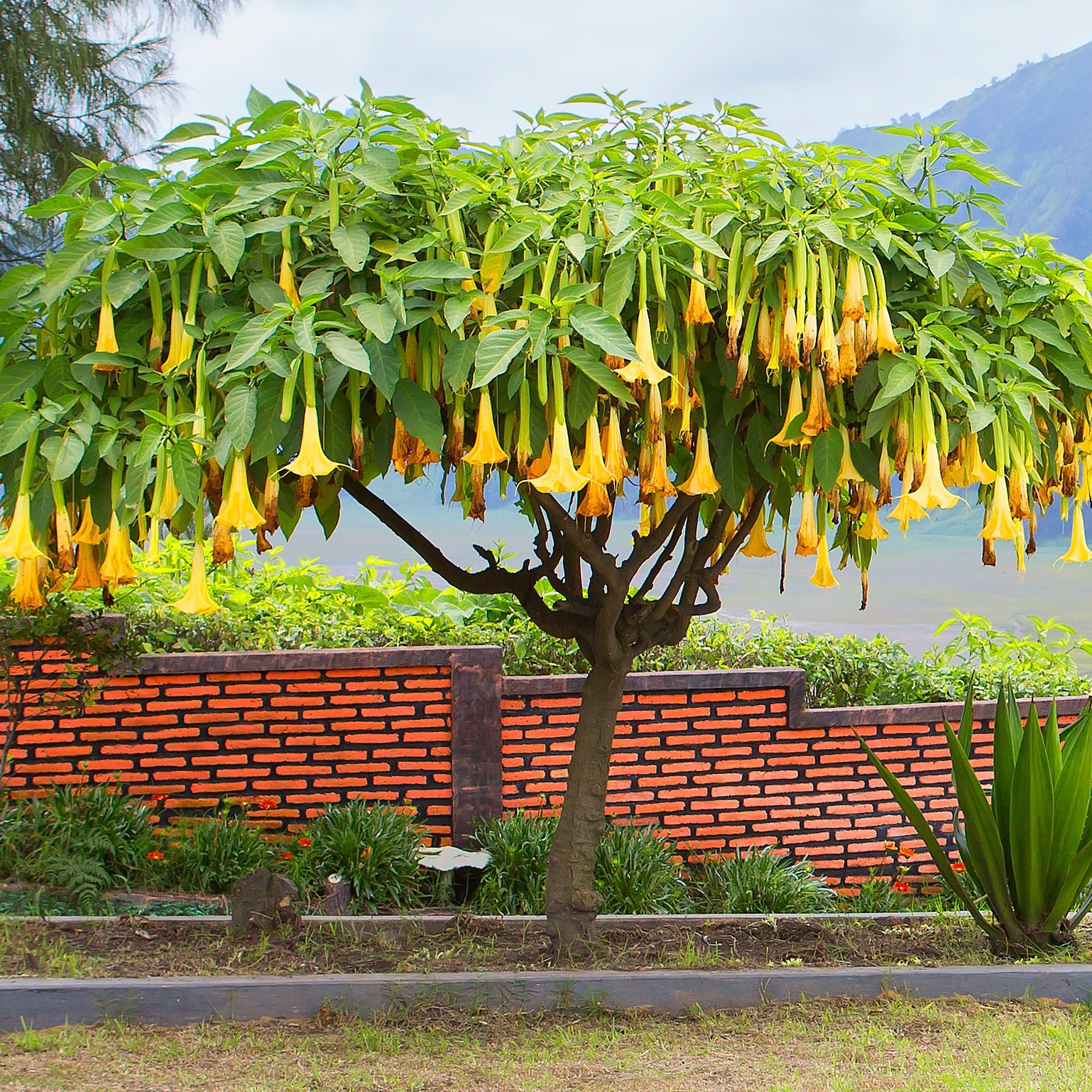 Collection de 3 Brugmansias : rouge et or, jaune, rose - Brugmansias - Willemse