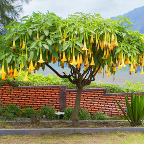 Collection de 3 Brugmansias : rouge et or, jaune, rose - Brugmansias - Willemse