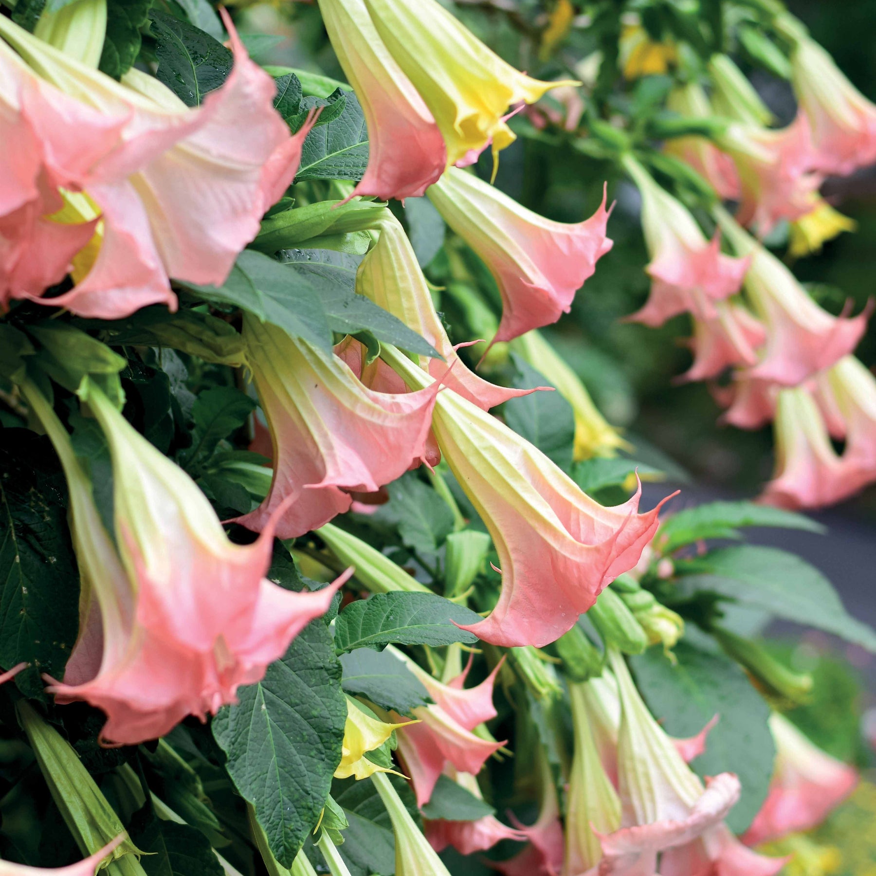Brugmansia - Collection de 3 Brugmansias : rouge et or, jaune, rose - Brugmansias