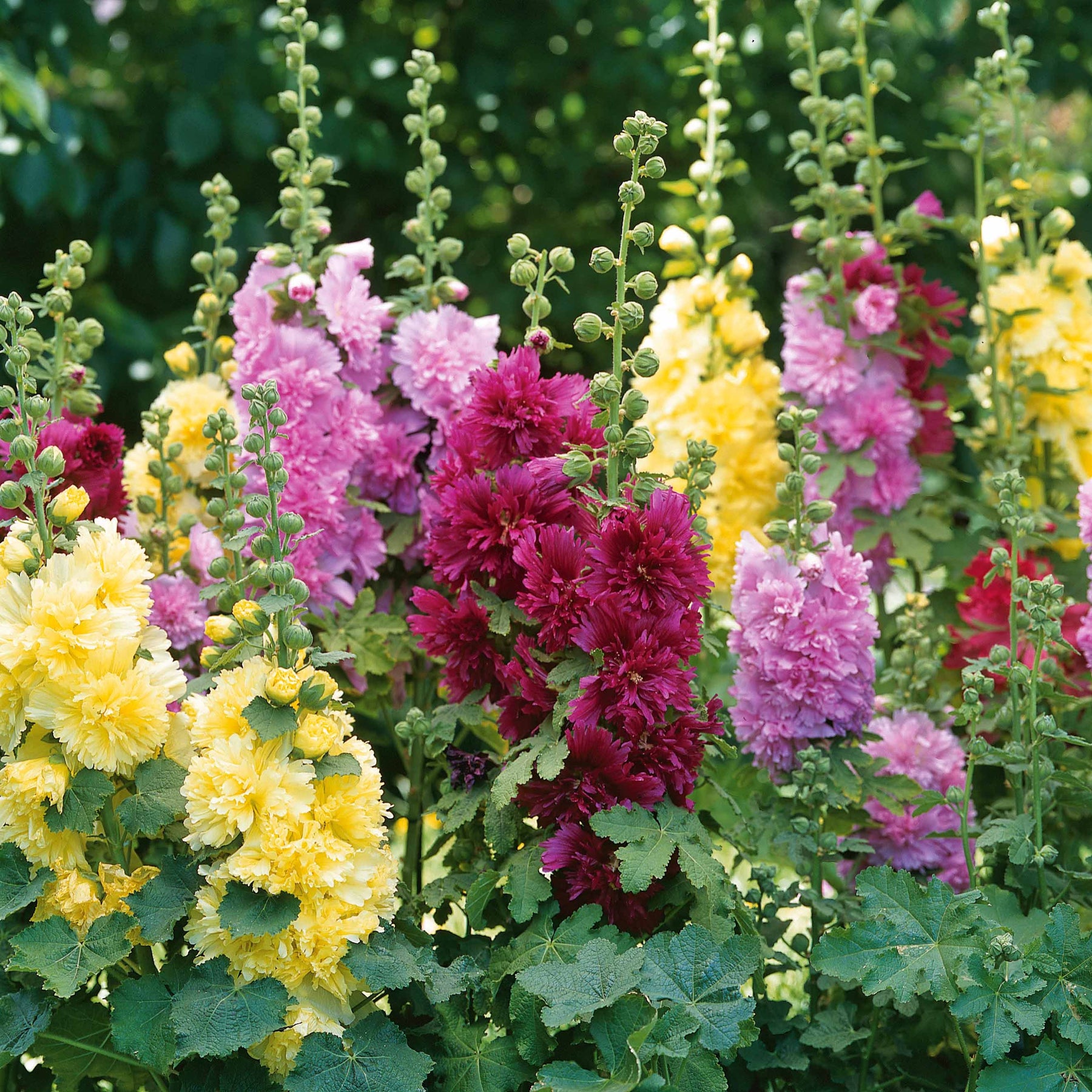 Collection de 3 Roses trémières naines - Alcea rosea spring celebrities 'crimson red' + 'lemon' + 'purple' - Willemse