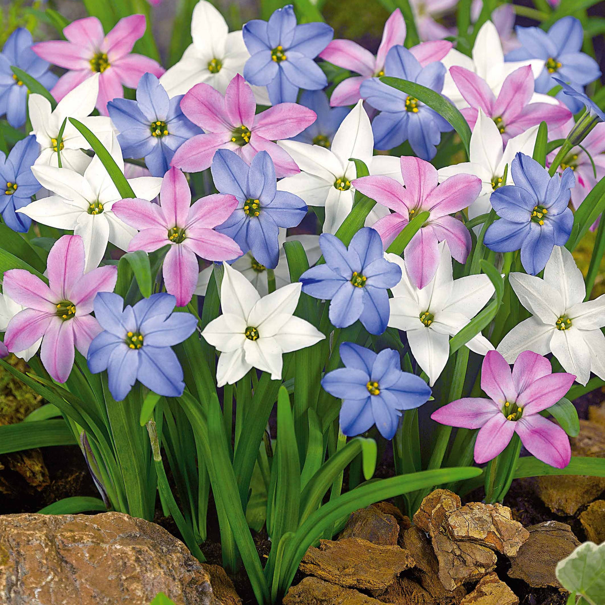 30 Etoiles de printemps en mélange - Willemse