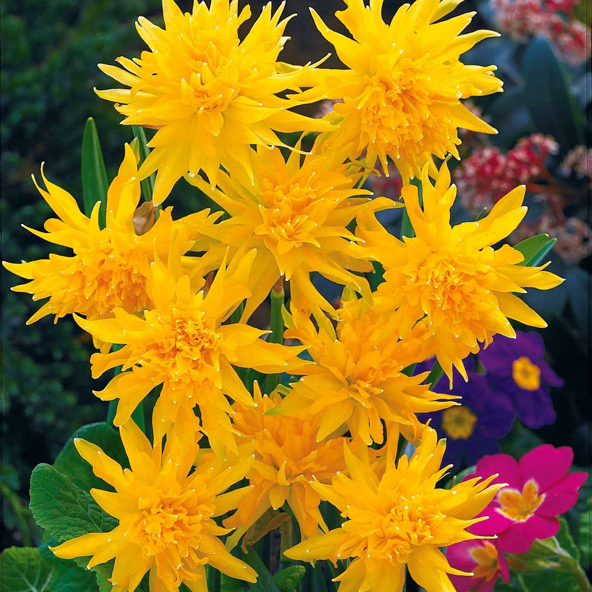 Collection de 30 mini Narcisses : Jet fire, Rip van Winkle, Tête à tête - Narcissus 'jet fire', 'rip van winkle','tête à têt - Willemse