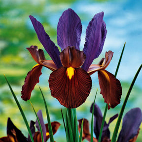 Iris hollandica frans hals, rosario, tiger eyes, b - 40 Iris de Hollande colorés en mélange - Iris de Hollande