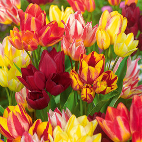 10 Tulipes multiflores en mélange - Willemse