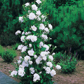 Vente Collection de 4 Rosiers arbustes : Shalom, Korbin, Westerland, Handel - Rosa shalom + haendel + westerland+korbin