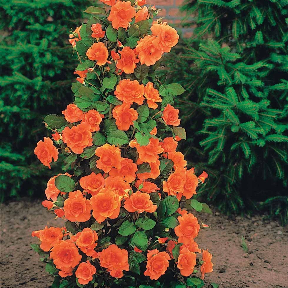 Rosa shalom + haendel + westerland+korbin - Collection de 4 Rosiers arbustes : Shalom, Korbin, Westerland, Handel - Collections de rosiers