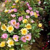 Collection de 6 Rosiers couvre-sols Happy Chappy et Wonderland - Willemse