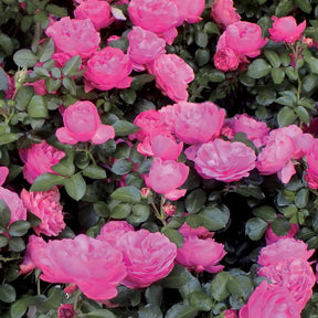 Rosiers buisson - Collection de 2 Rosiers floribunda : Red Leonardo Da Vinci et Leonardo Da Vinci - Rosa floribunda red leonardo da vinci, leonardo da