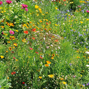 Graines de fleurs spécial terrains secs en mélange -  - Willemse