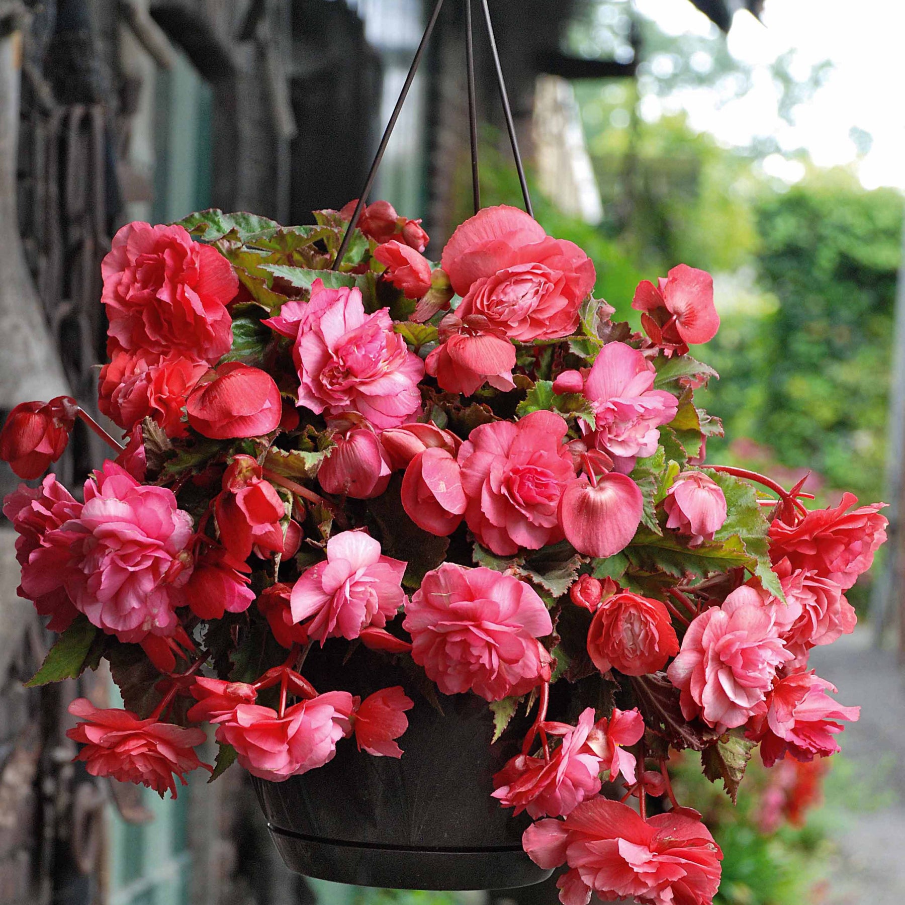 Begonia 'red glory', 'angélique''pink delight' - 9 Bégonias parfumées en mélange - Bégonia
