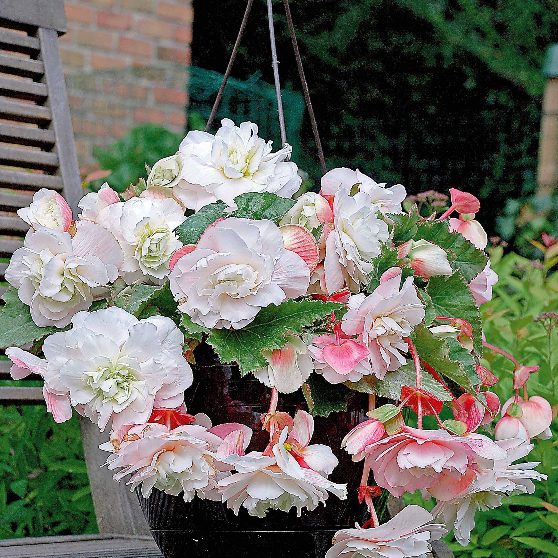 Bégonia - 9 Bégonias parfumées en mélange - Begonia 'red glory', 'angélique''pink delight'