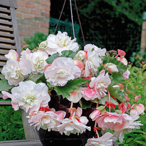 Bégonia - 9 Bégonias parfumées en mélange - Begonia 'red glory', 'angélique''pink delight'
