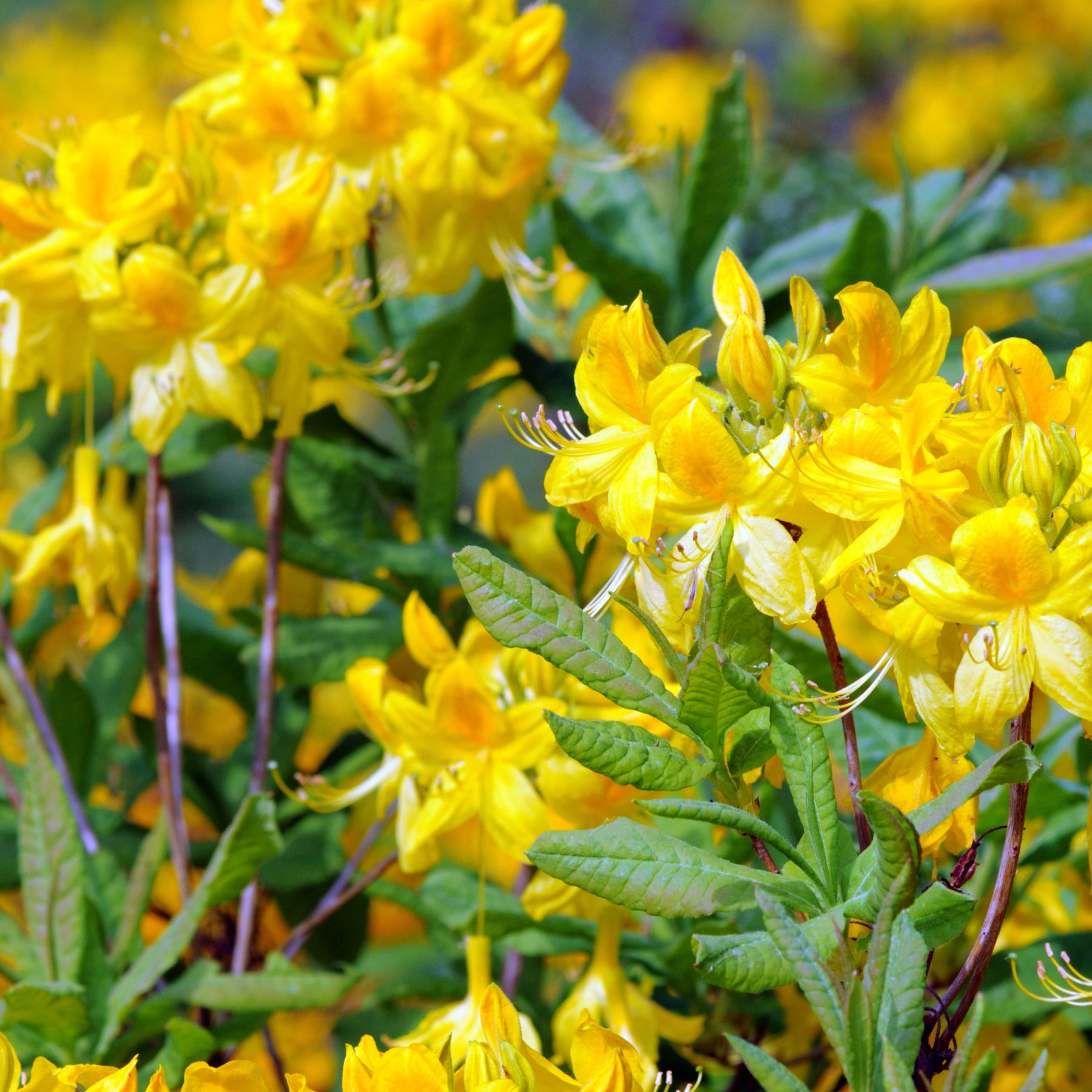 Collection de 3 Azalées de Chine : orangé, jaune, blanche - Rhododendron (Azalea) mollis - Willemse