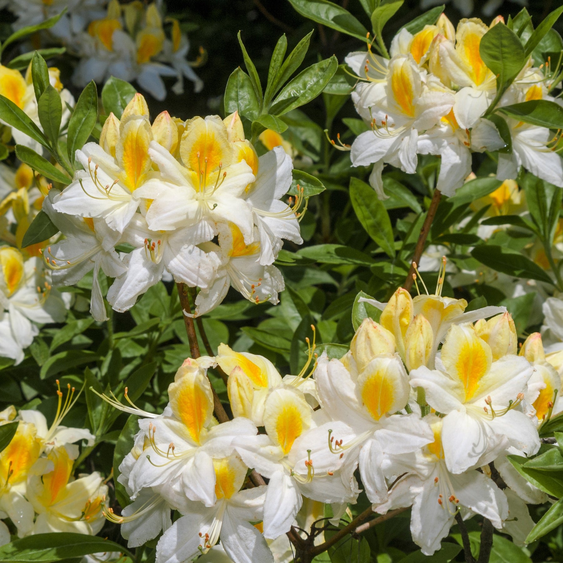 Rhododendron (Azalea) mollis - Collection de 3 Azalées de Chine : orangé, jaune, blanche - Azalées