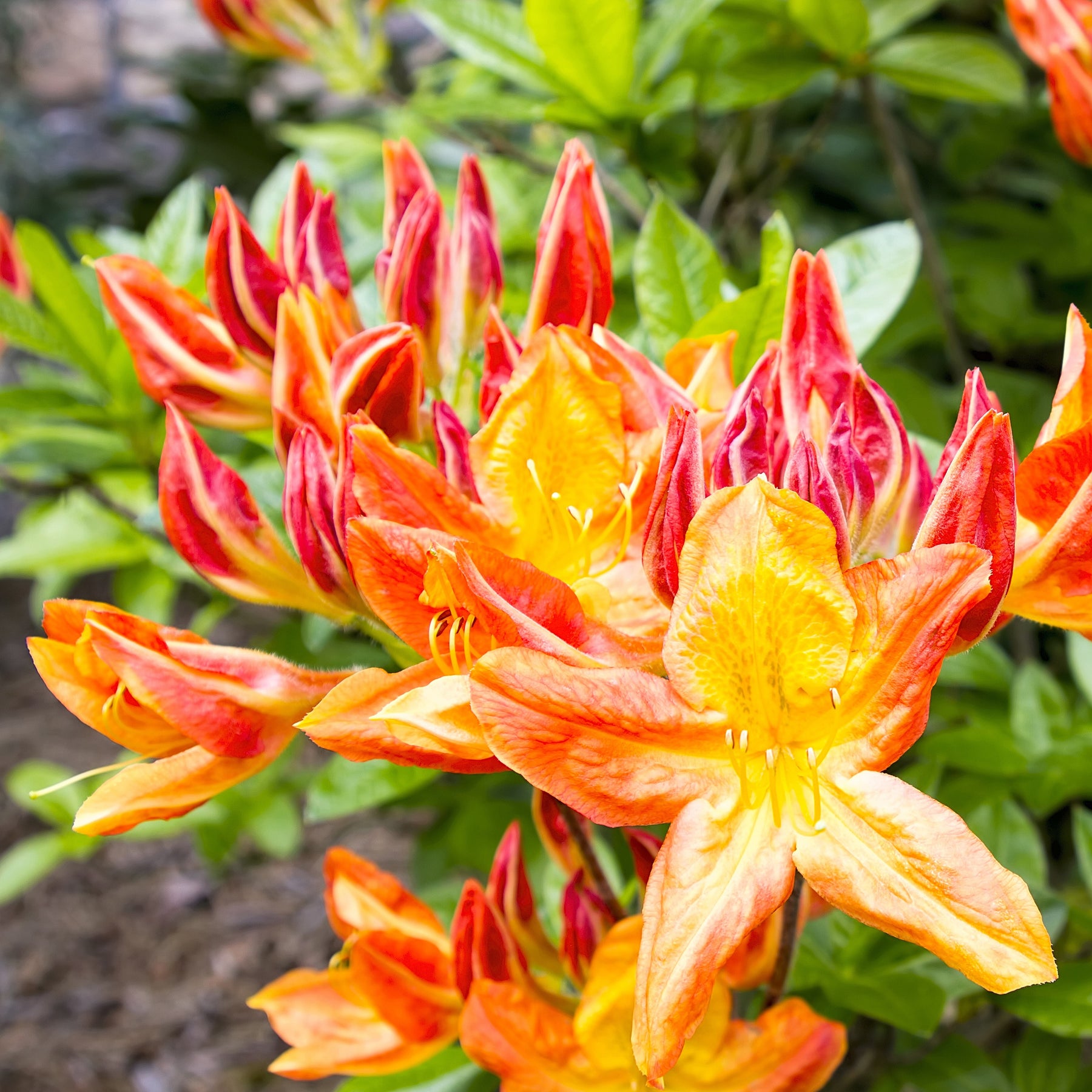 Azalées - Collection de 3 Azalées de Chine : orangé, jaune, blanche - Rhododendron (Azalea) mollis