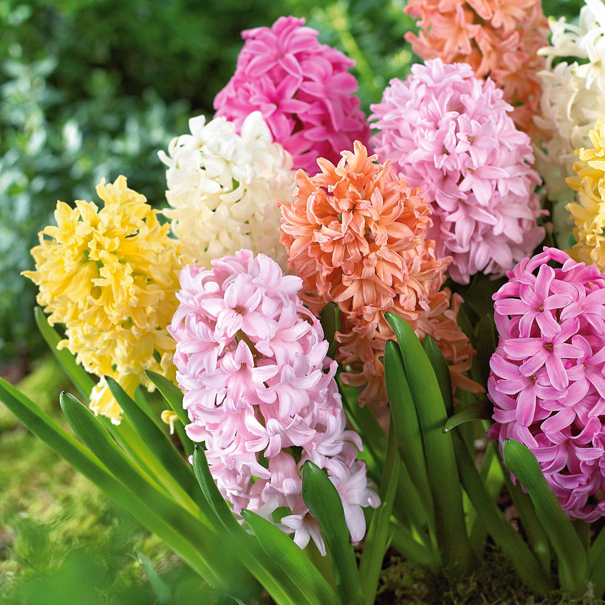 20 Jacinthes pastel en mélange - Willemse