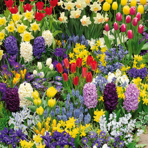 Collection de 200 Bulbes à floraison printanière - Willemse