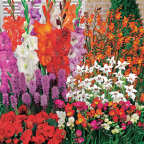 50 Bulbes d'été fleuris en mélange - 1,5 m² - Willemse