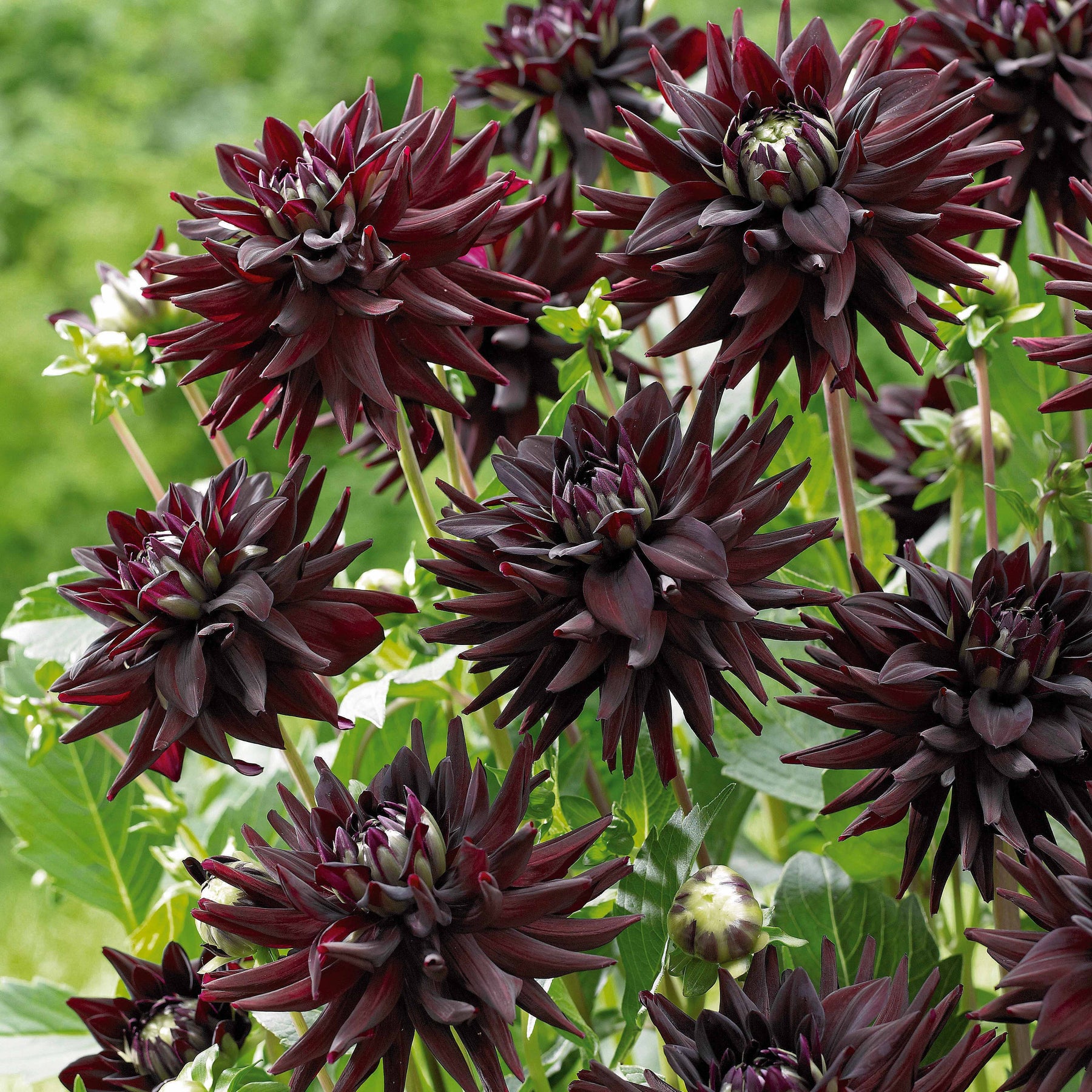 Vente 8 Dahlias cactus en mélange - Dahlia 'haley jane', 'purple gem', 'oiseau de feu'