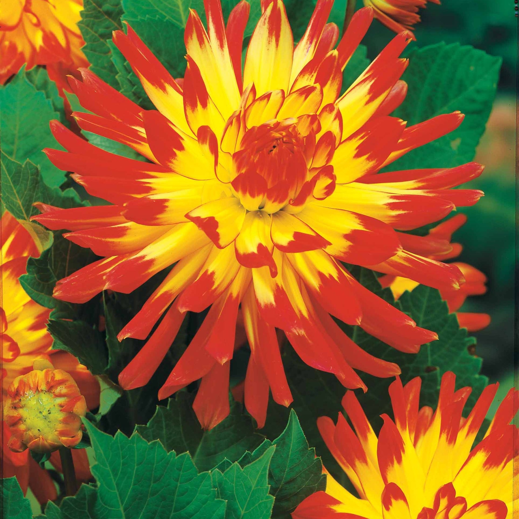 Dahlia 'haley jane', 'purple gem', 'oiseau de feu' - 8 Dahlias cactus en mélange - Dahlia