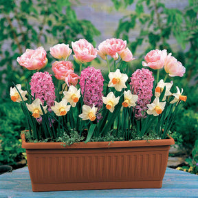 13 Bulbes à floraison printanière en mélange - Willemse
