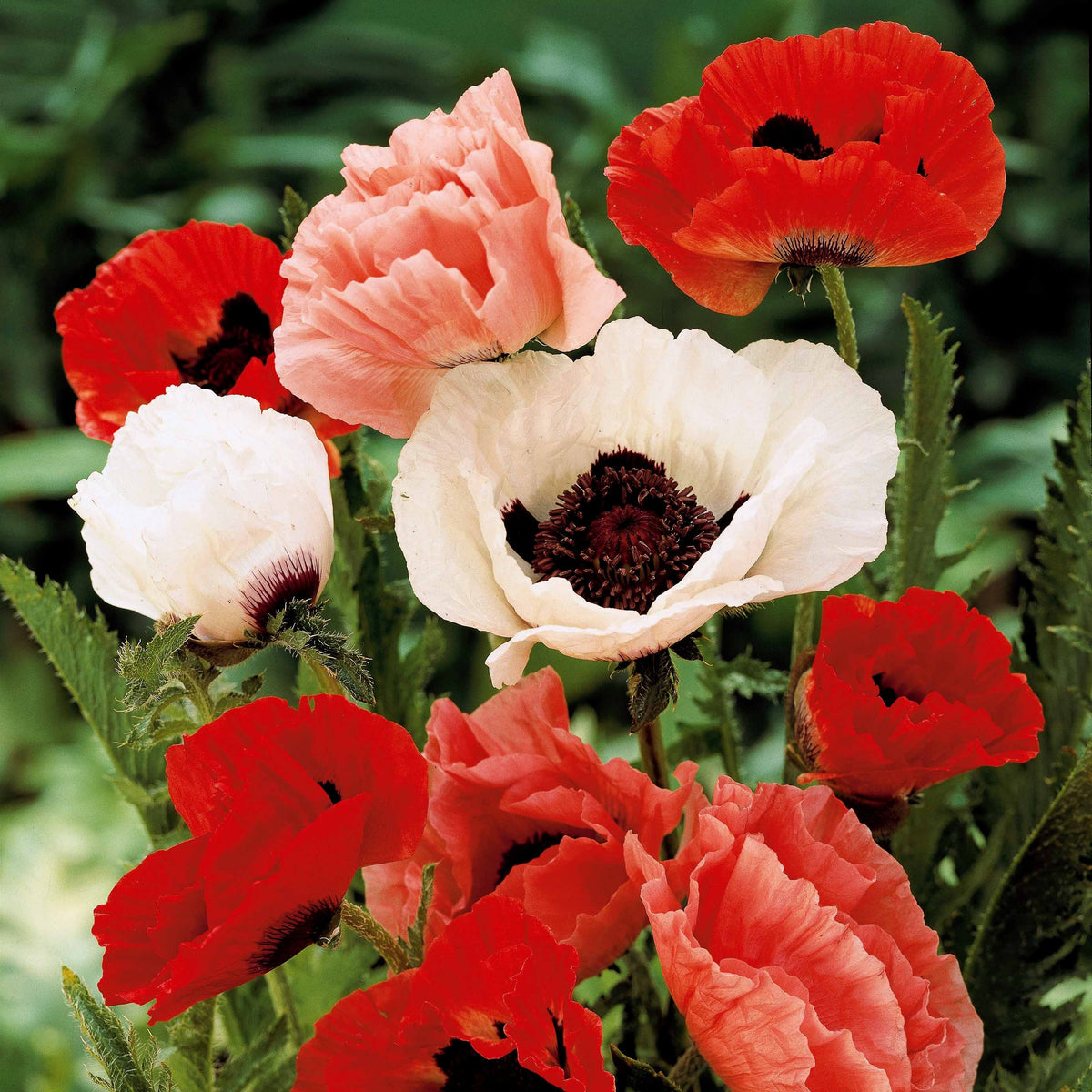3 Pavots en mélange - Willemse