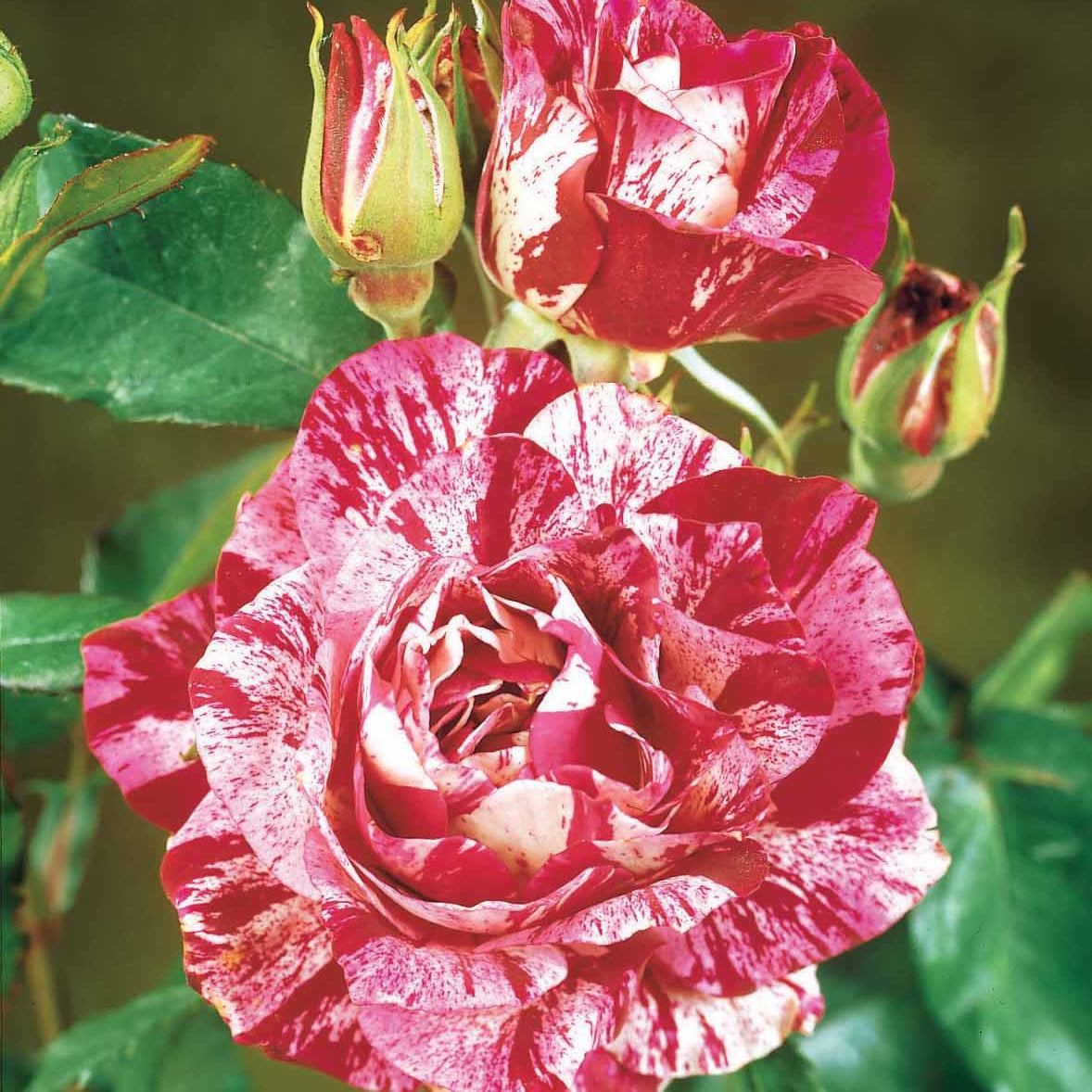 Rosa 'black baccara', 'candy stripe', 'helga' - Collection de 3 Rosiers buissons : Black Baccara, Candy stripe, Helga - Rosiers buisson