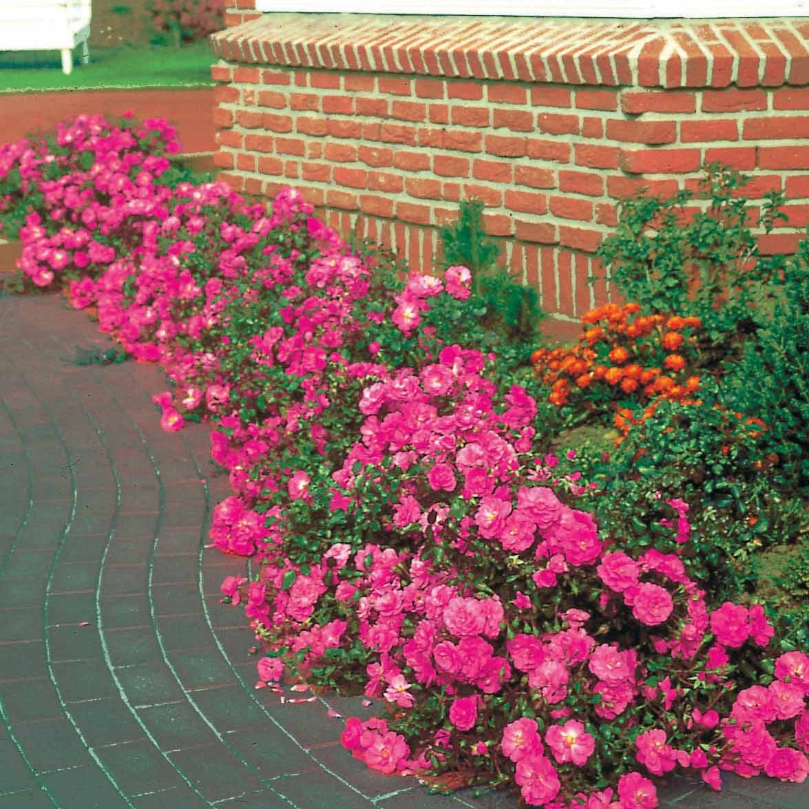 Rosier couvre-sol - Collection de 6 Rosiers couvre-sols - Rosa happy chappy , mirato