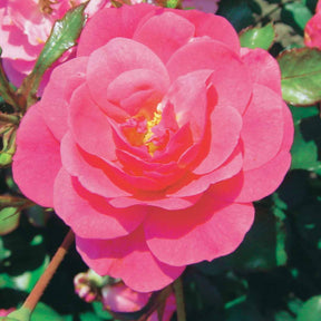 Rosa happy chappy , mirato - Collection de 6 Rosiers couvre-sols - Rosier couvre-sol