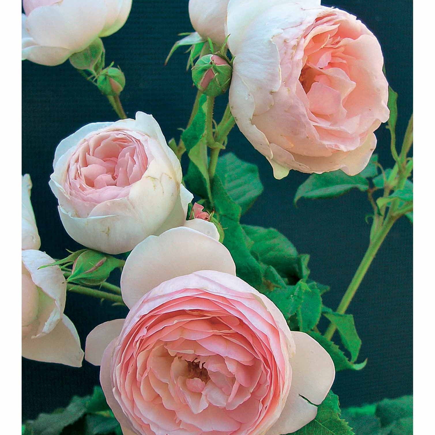 Rosa 'her's ausgreen' ® (ausblush), 'ausgreen's wi - Collection de 2 Rosiers : Anglais Her's Ausgreen et Ausgreen's winne - Collections de rosiers