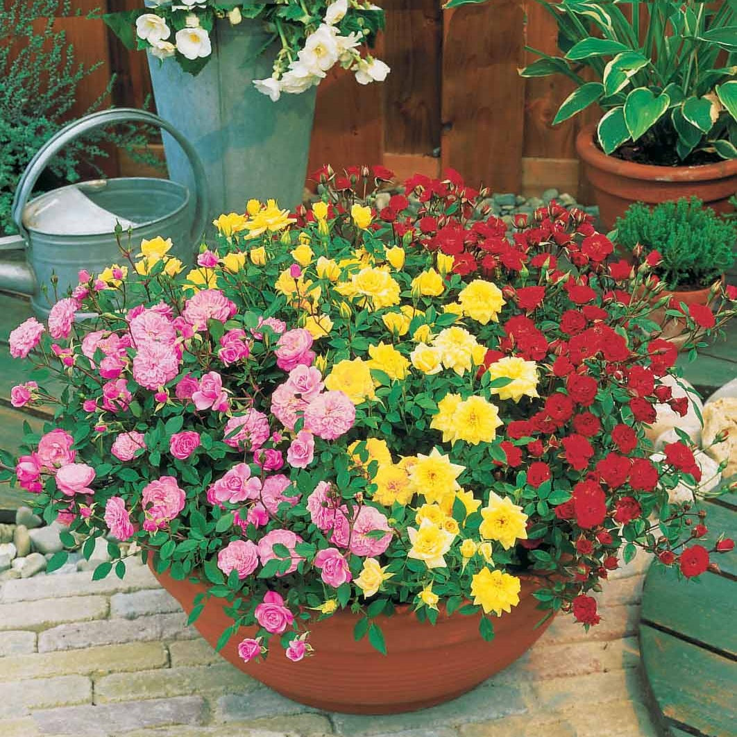 Collection de 3 mini-rosiers pour balcon - Willemse
