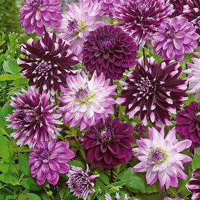 5 Grands Dahlias en mélange - Dahlia - Willemse