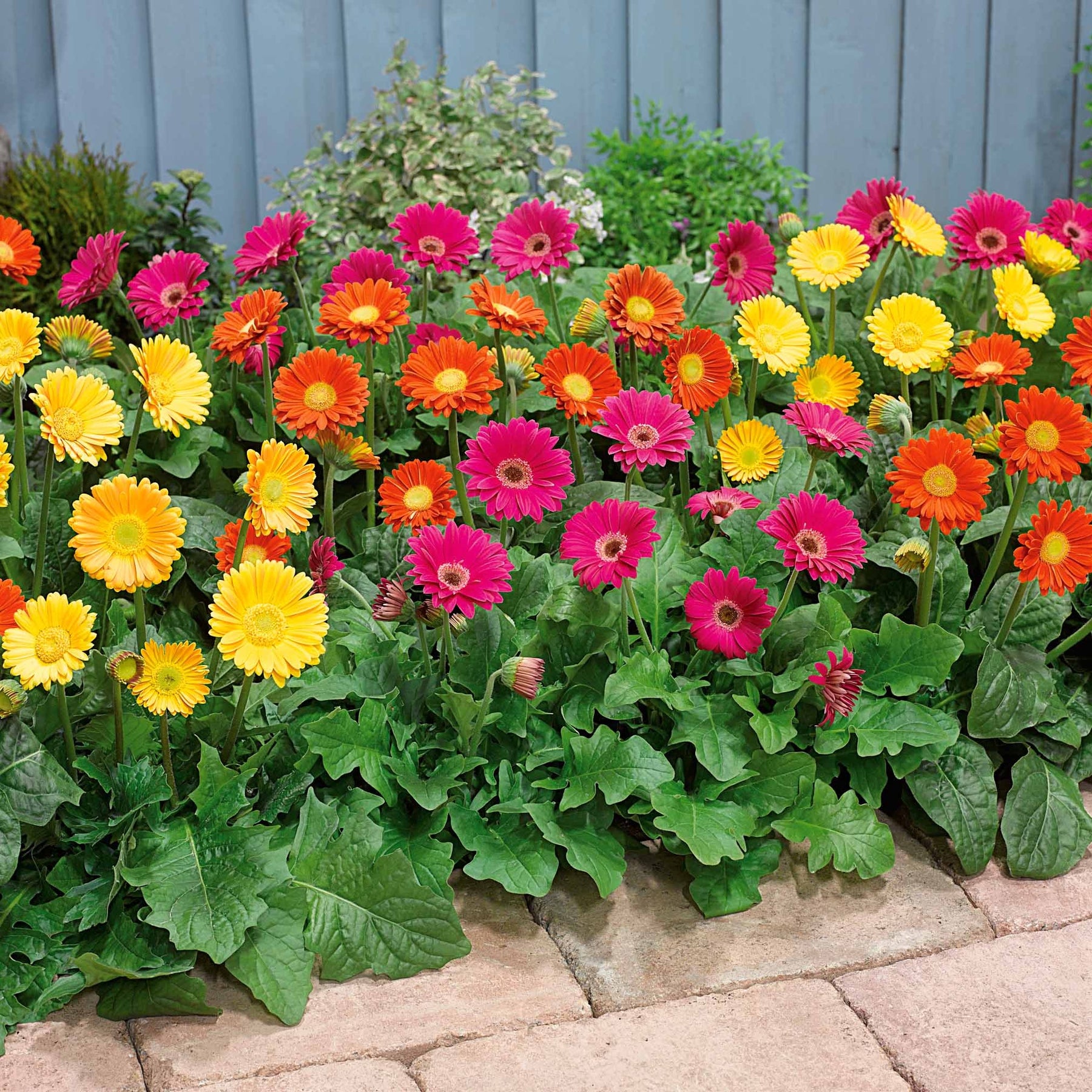 3 Garvineas (1 rouge + 1 jaune + 1 pourpre) - Garvinea 'viviane', 'rachel', 'pam' - Willemse