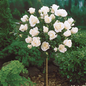 Rosa 'ramona', 'korbin', 'osiria' - Collection de 3 Rosiers tiges : Ramona, Korbin, Osiria - Rosiers sur tige