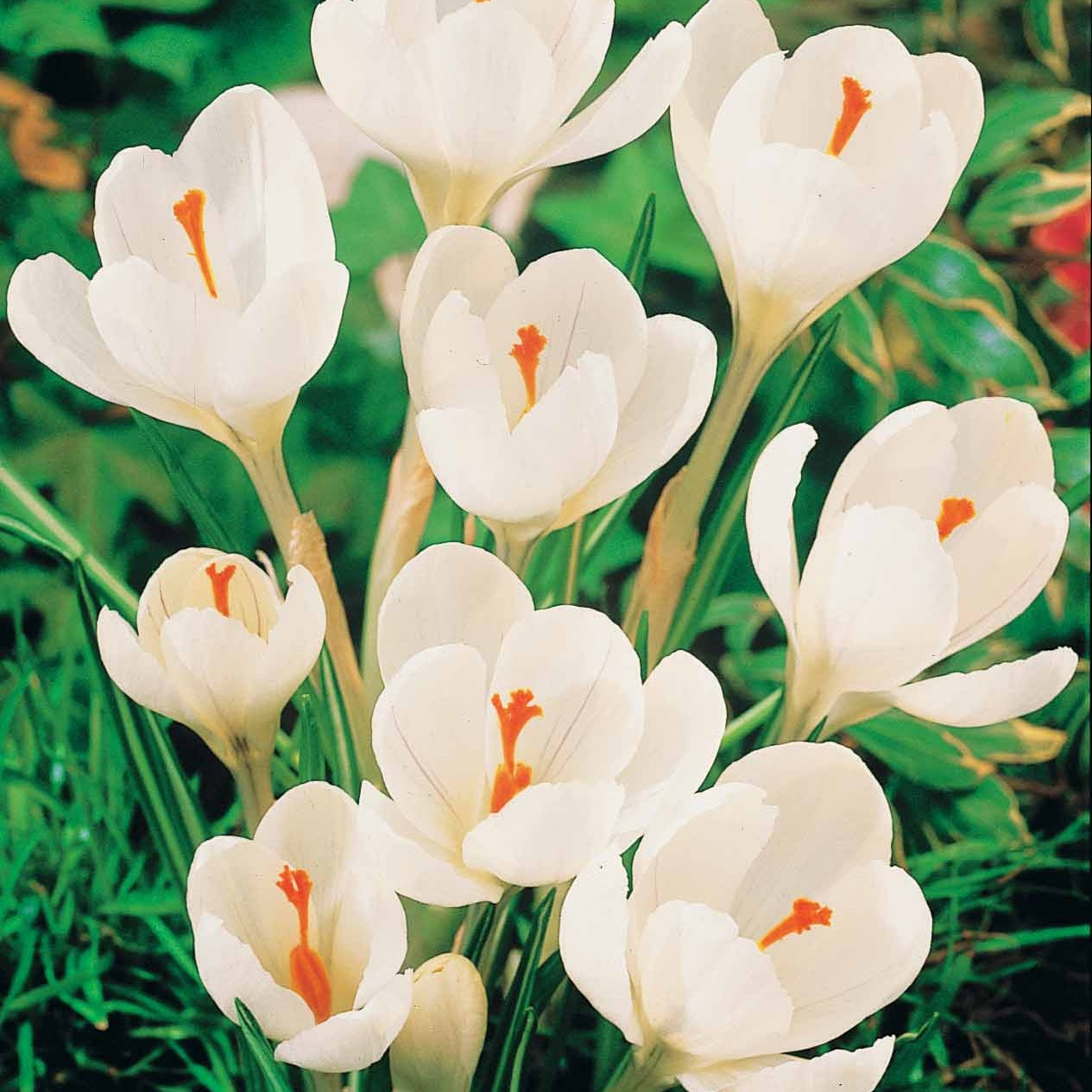 Crocus - 60 Crocus blanc violet, jaune, blanc, violet en mélange - Crocus 'yellow mammouth', 'flower record', 'jeanne