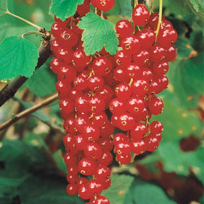Collection de 4 cassissiers et groseilliers - Ribes rubrum rovada, ribes nigrum neva chereshneva - Willemse