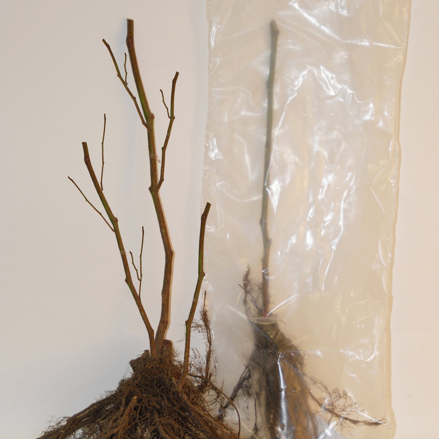Vente Collection de 4 cassissiers et groseilliers - Ribes rubrum rovada, ribes nigrum neva chereshneva