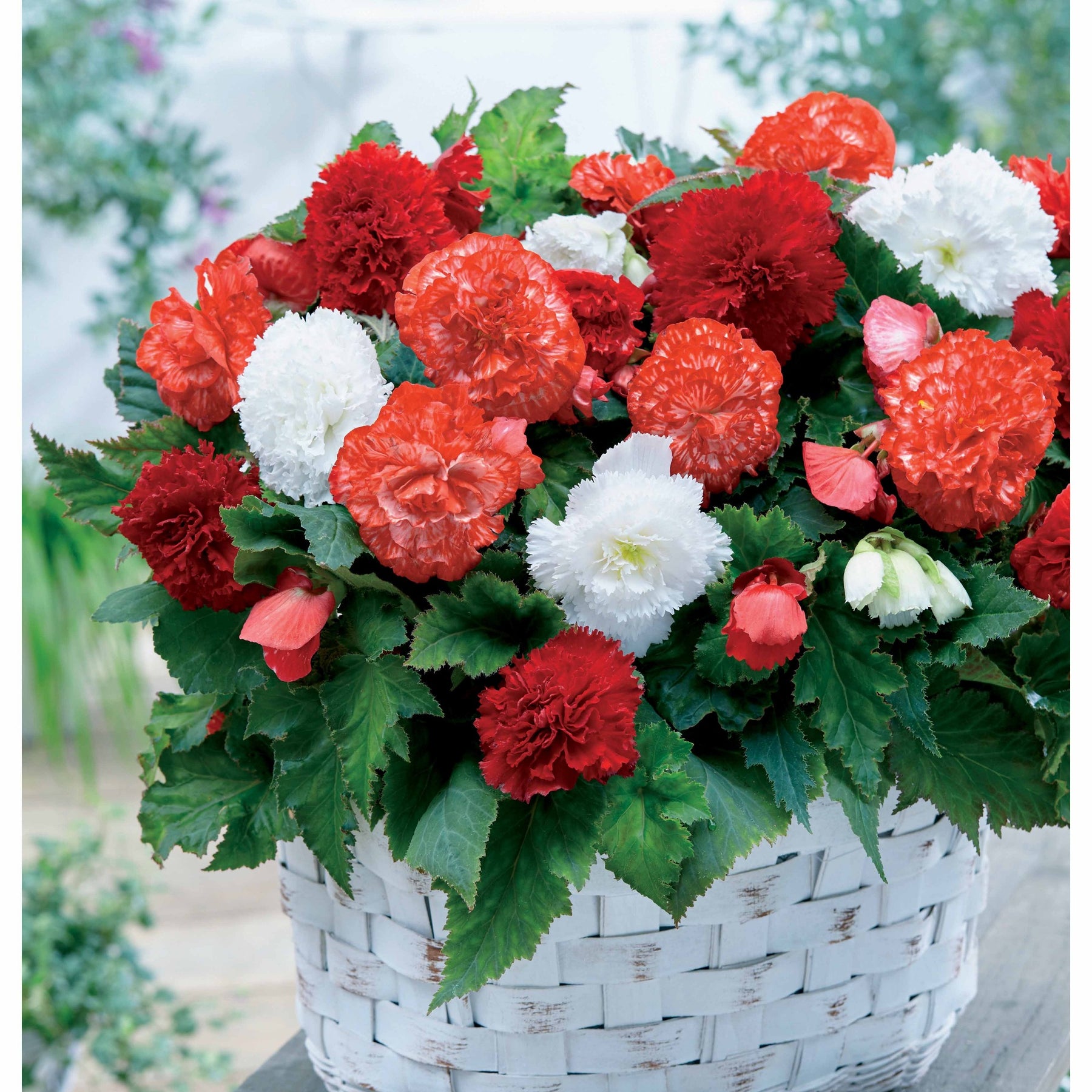 9 Bégonias fimbriata en mélange - Willemse
