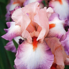 Fleurs vivaces - 6 Iris de jardin noire, orange, rosé en mélange - 2iris profondeur de champ (depht of field) + 2 ir