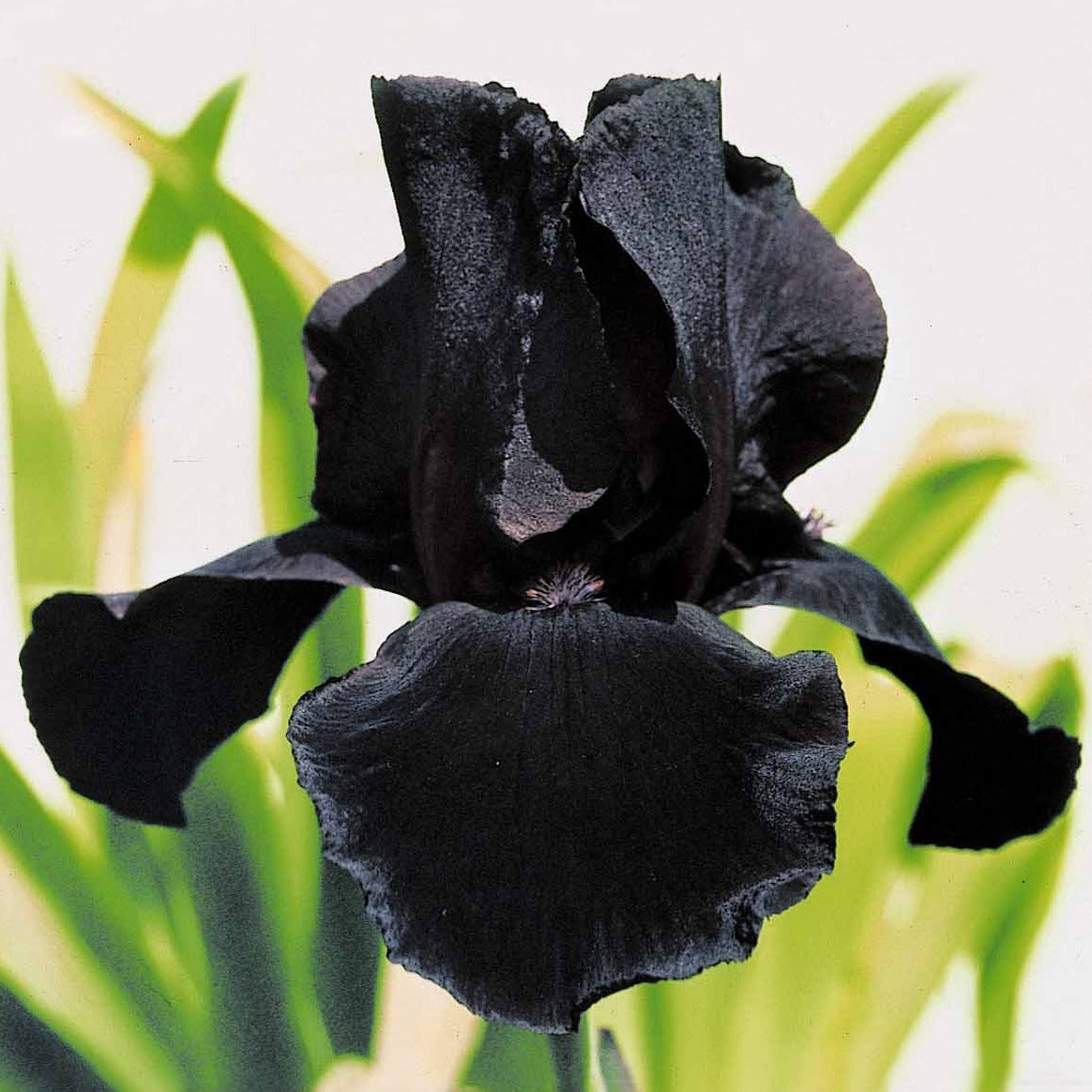 6 Iris de jardin noire, orange, rosé en mélange - 2iris profondeur de champ (depht of field) + 2 ir - Willemse