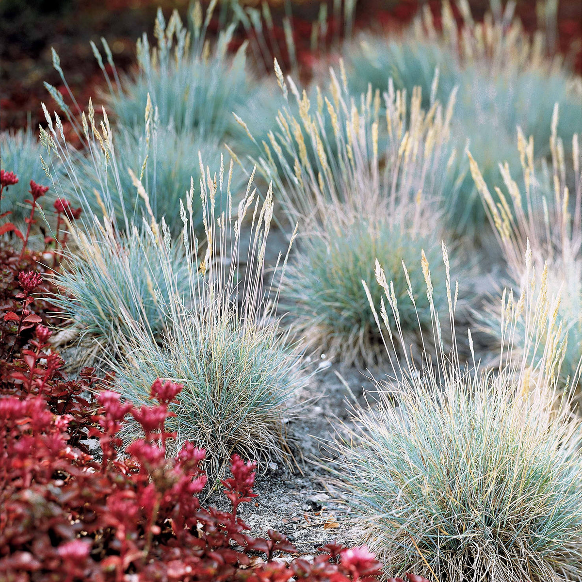 3 Graminées colorées en mélange - Imperata cylindrica Red Baron, Carex oshimensis Evergreen, Festuca glauca - Willemse