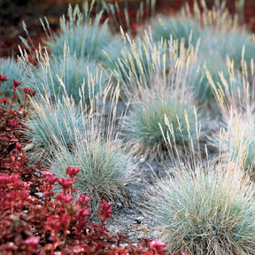 3 Graminées colorées en mélange - Imperata cylindrica Red Baron, Carex oshimensis Evergreen, Festuca glauca - Willemse