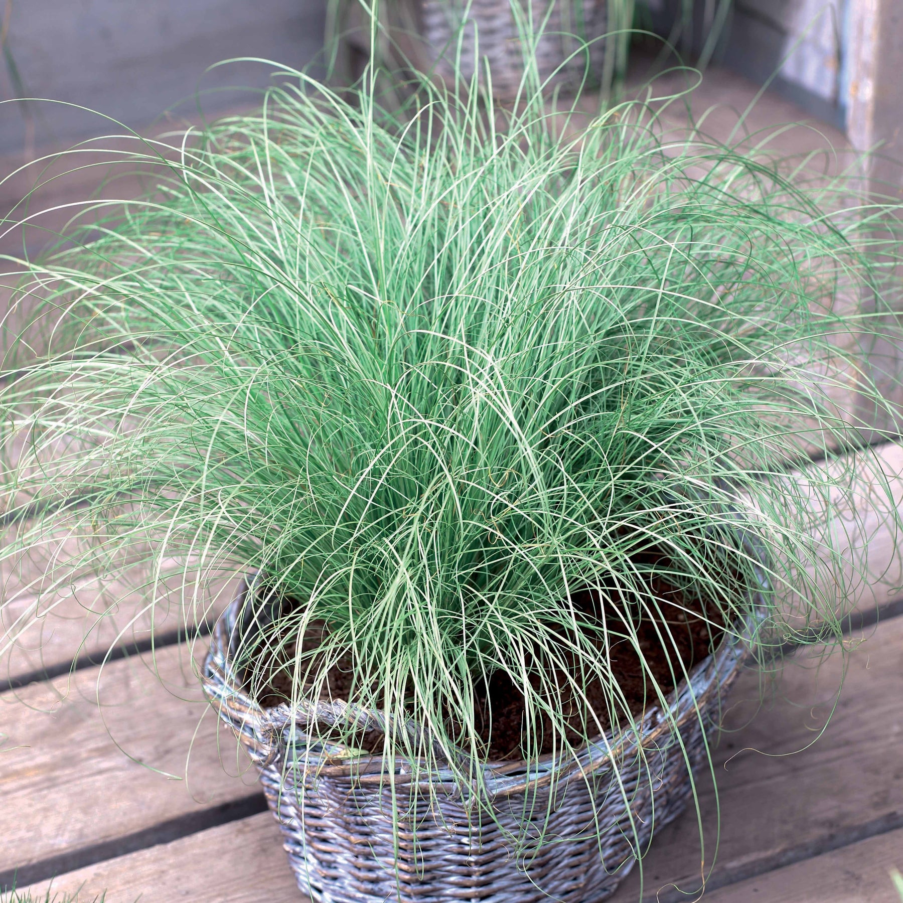 Vente 3 Graminées colorées en mélange - Imperata cylindrica Red Baron, Carex oshimensis Evergreen, Festuca glauca